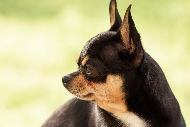 Lindo perro chihuahua sentado en el parque