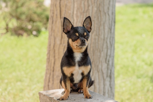 Lindo perro chihuahua sentado en el parque