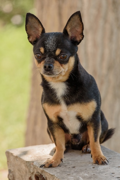 Lindo perro chihuahua sentado en el parque