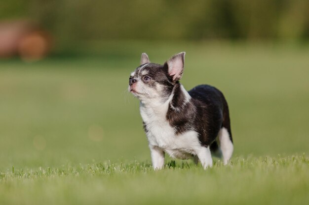 Lindo perro chihuahua sobre hierba verde