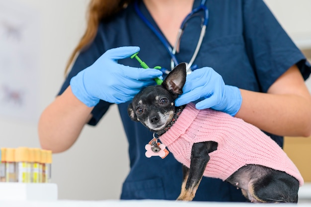 Lindo perro chihuahua en un veterinario examinando a la doctora da una inyección con una vacuna