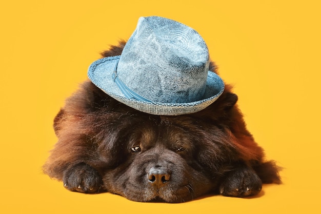 Lindo perro Chow-Chow con sombrero