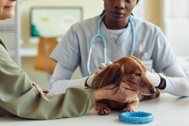 Lindo perro en clínica veterinaria