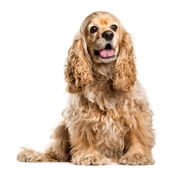 Lindo perro cocker spaniel