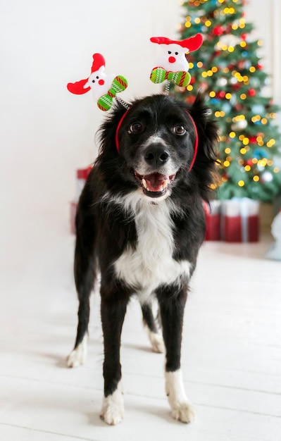 Un lindo perro collie fronterizo negro se para en una casa con cuernos de Navidad en la cabeza