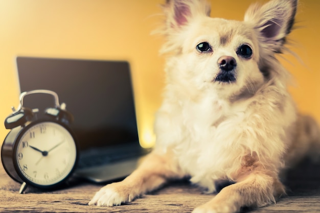 Foto lindo perro de color marrón chihuahua con portátil sobre fondo amarillo