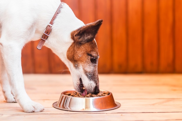 Foto lindo perro comiendo en un tazón de comida