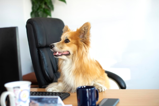 Lindo perro corgi divertido se sienta en una silla y trabaja en una computadora en la oficina en el escritorio