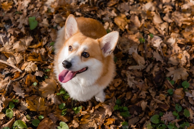 Foto un lindo perro corgi en un paseo en otoño en el bosque