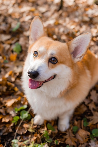 un lindo perro corgi en un paseo en otoño en el bosque