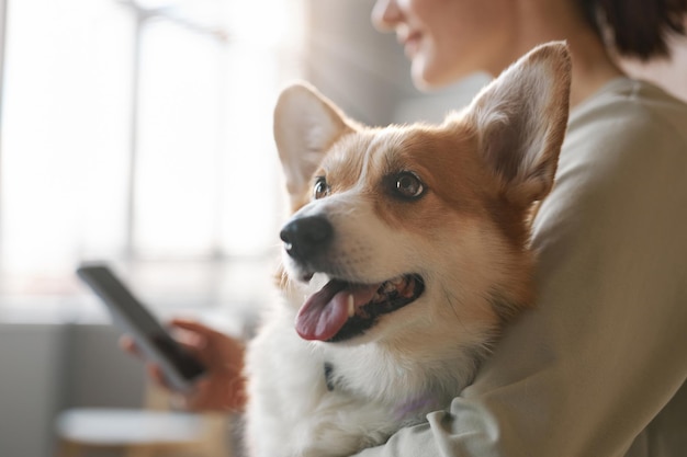 Lindo perro corgi pembroke galés esponjoso en manos de su dueño