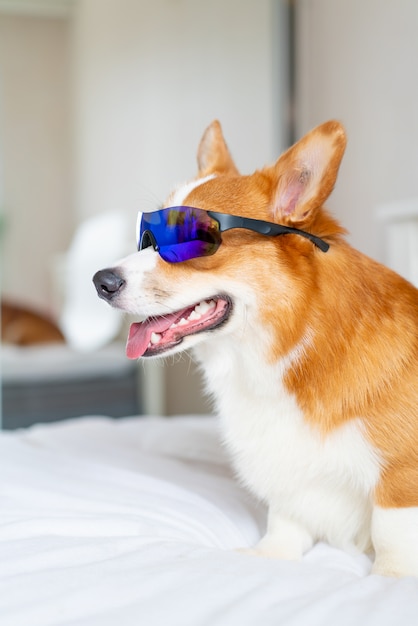 Lindo perro corgi posando en sunglsses deportivos en casa