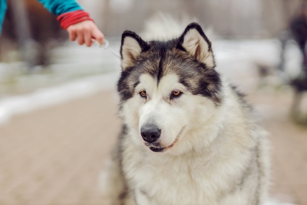 Lindo perro con correa. Perros en un paseo. Día de invierno