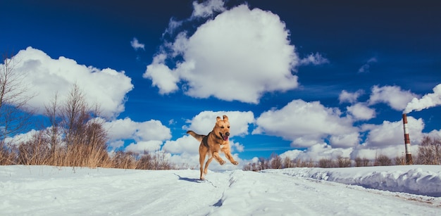 Lindo perro corriendo afuera en invierno