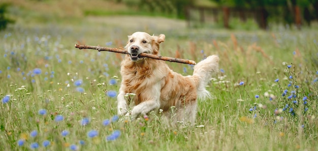 Lindo perro corriendo con palo