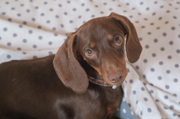 Lindo perro dachshund mini color café está acostado en la almohada