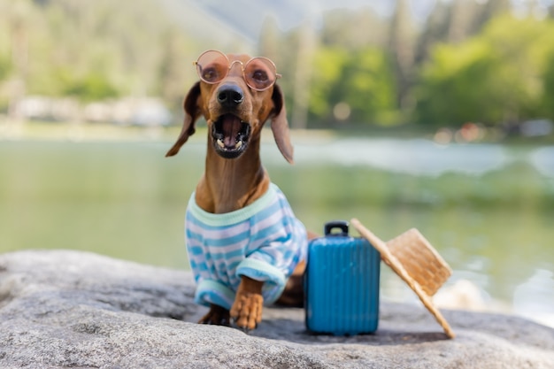 Foto lindo perro dachshund en un viaje un perro dachshund con gafas de sol, un sombrero de paja y ropa de verano