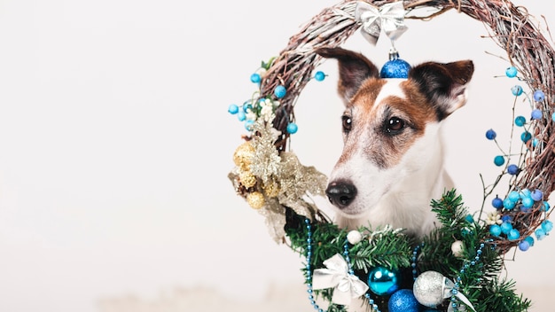 Foto lindo perro con decoración navideña