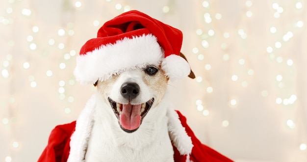 Lindo perro disfrazado para celebración de Navidad