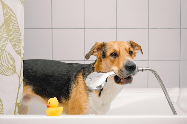 Un lindo perro doméstico de raza mixta tomando una ducha con pato de goma amarillo