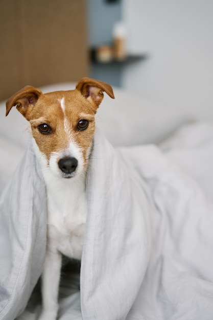 lindo, perro, en, dormitorio, mascota, debajo, manta, en la cama