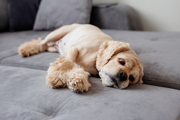 lindo perro duerme en un sofá gris