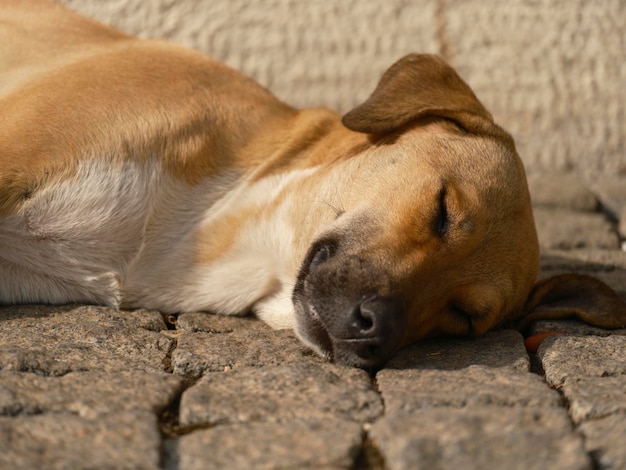 Un lindo perro durmiendo en la calle.