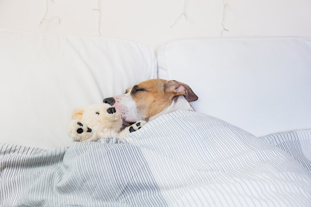 Lindo perro durmiendo en la cama con un osito de peluche. Cachorro de Staffordshire terrier descansando en la habitación blanca limpia en casa