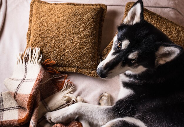 Lindo perro durmiendo en una cama bajo una tela escocesa