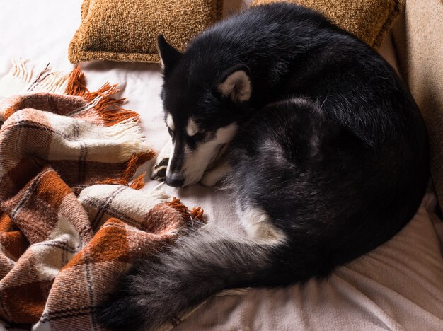 Lindo perro durmiendo en una cama bajo una tela escocesa