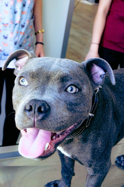 lindo perro enfermo esperando al veterinario