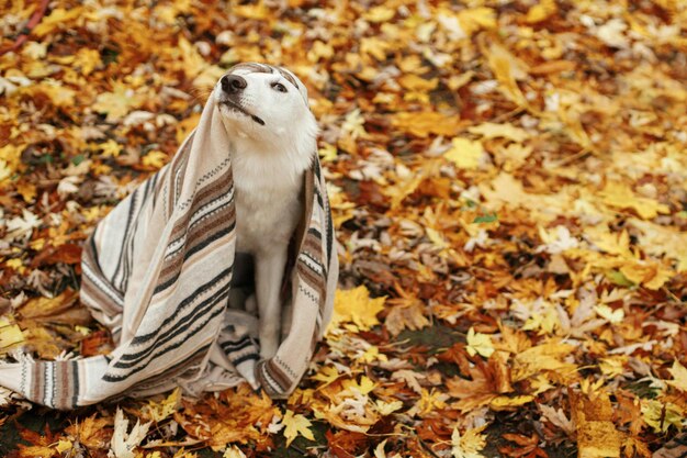 Lindo perro escondido bajo una manta acogedora en el fondo de las hojas de otoño peekaboo Acogedor día de otoño