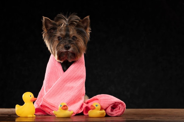 Lindo perro está listo para un baño Yorkshire terrier envuelto en una toalla Concepto de cuidado de perros