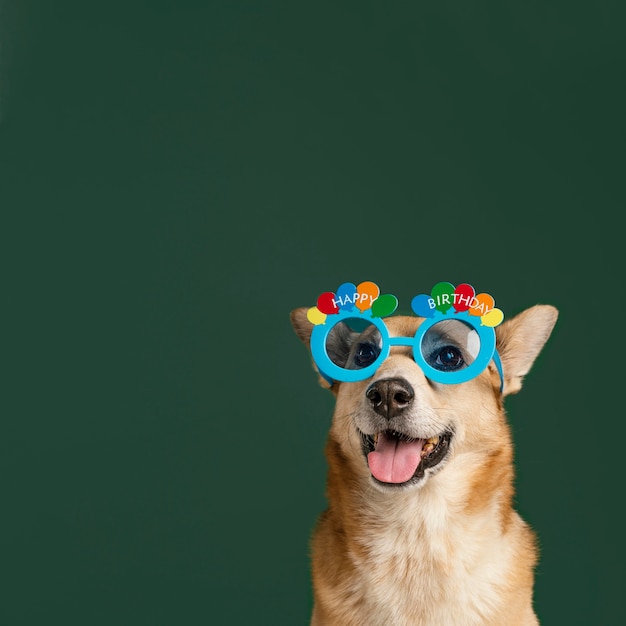 Foto lindo perro con gafas y fondo verde