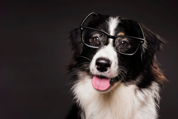 Lindo perro con gafas