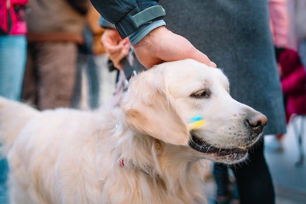 Un lindo perro golden retriever con la bandera de Ucrania en la cara en una manifestación contra la guerra