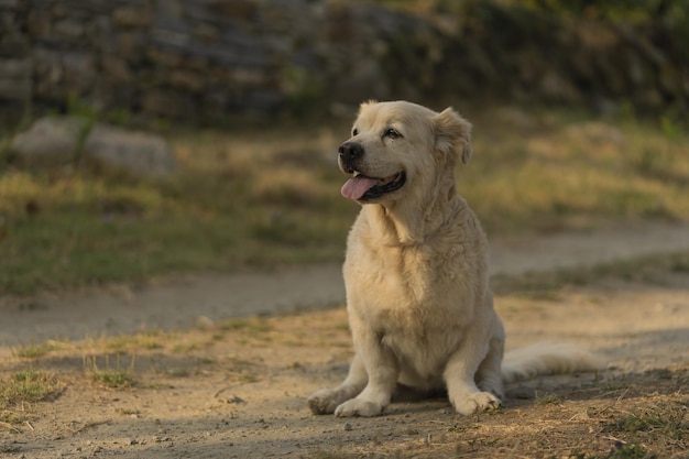 Lindo perro golden retriever con enanismo nadando en el río