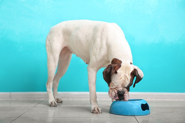 Lindo perro gracioso comiendo de un tazón en casa