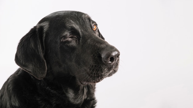 Lindo perro guiñando un ojo