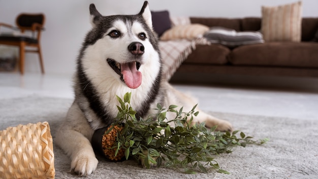 Foto lindo perro haciendo un lío con maceta