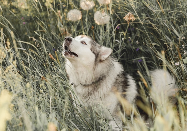 Lindo perro en la hierba alta