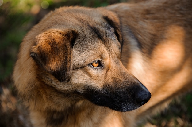 Lindo perro sin hogar de jengibre marrón mirando a otro lado