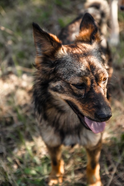 Lindo perro sin hogar mira hacia un lado con la lengua fuera