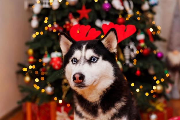 Lindo perro husky con cuernos de reno sentado en el fondo del árbol de navidad