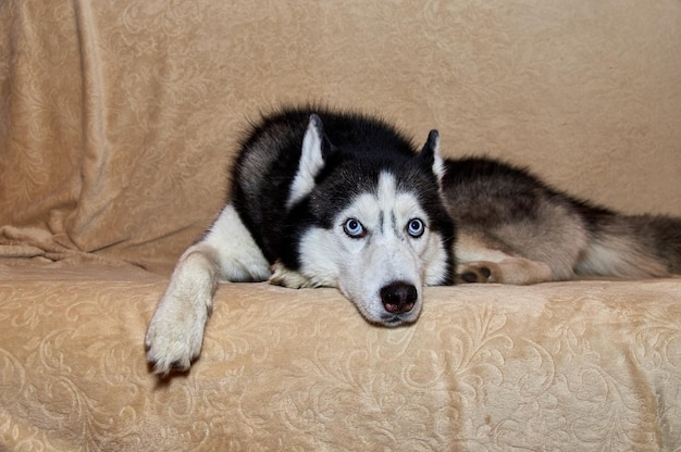 Lindo perro husky está acostado en el sofá Hermoso perro inteligente con ojos azules retrato de primer plano y mira hacia otro lado