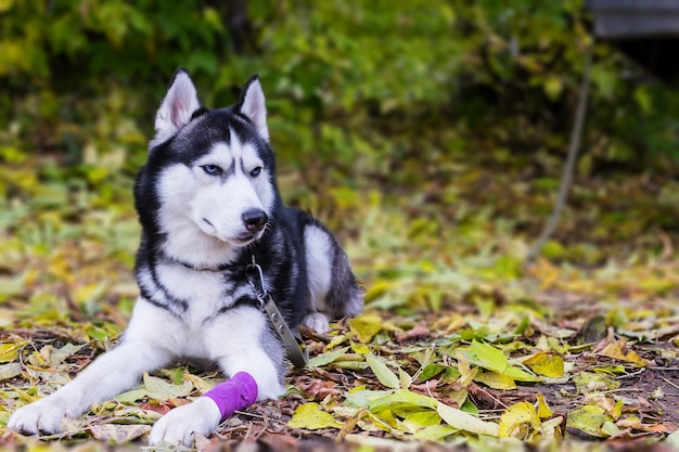 Lindo perro husky con pata vendada yace sobre hojas amarillas en el parque de otoño