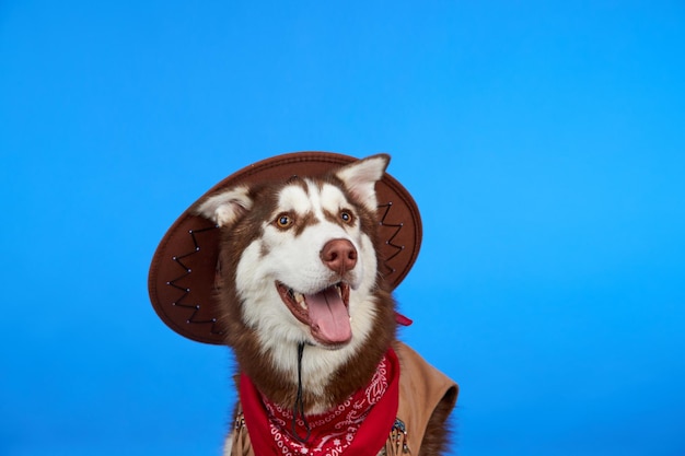 Lindo perro Husky siberiano en sombrero de vaquero aislado sobre fondo azul.