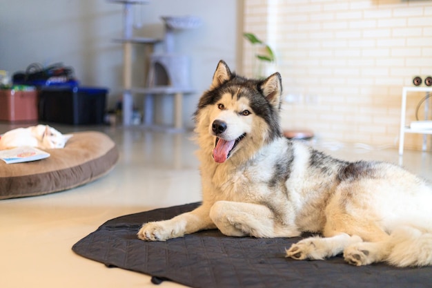 Un lindo perro Husky siberiano sonriendo con felicidad