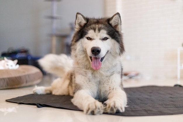 Foto un lindo perro husky siberiano sonriendo con felicidad