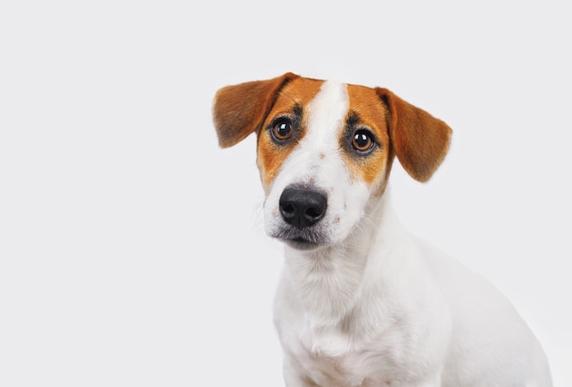 Lindo perro Jack Russell aislado en blanco